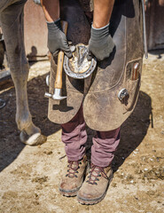 The farrier fits the horseshoe to the horse's hoof in the sunlight. He holds a hammer in his hand,...