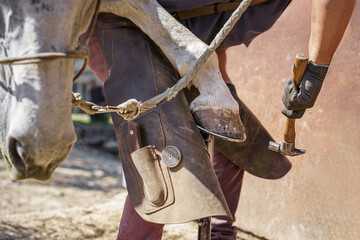 The farrier places the new horseshoe on the horse's hoof using a hammer. The horse lowers its head during shoeing.