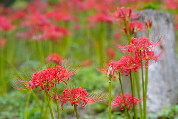 日本の千葉県にある彼岸花の植生　緑地公園