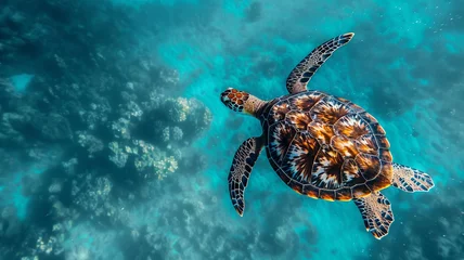 Fotobehang Endangered sea turtle swimming gracefully in the turquoise waters. © CREATER CENTER