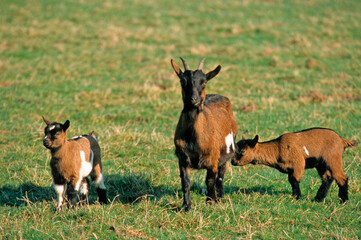 Chèvre, race Alpine chamoisée, Capra hircus hircus