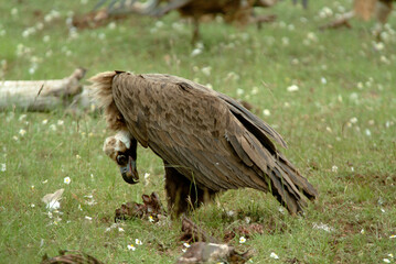 Vautour moine,.Aegypius monachus, Cinereous Vulture, Parc naturel régional des grands causses 48, Lozere, France