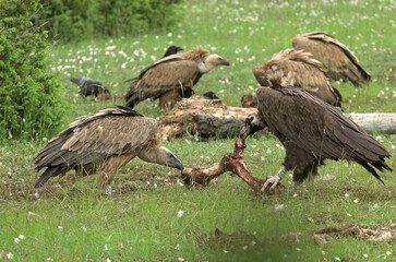 Vautour moine,.Aegypius monachus, Cinereous Vulture, Vautour fauve,.Gyps fulvus, Griffon Vulture, Parc naturel régional des grands causses 48, Lozere, France