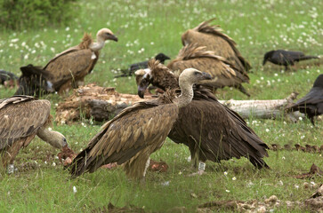 Vautour moine,.Aegypius monachus, Cinereous Vulture, Vautour fauve,.Gyps fulvus, Griffon Vulture, Parc naturel régional des grands causses 48, Lozere, France
