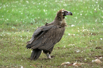 Vautour moine,.Aegypius monachus, Cinereous Vulture, Parc naturel régional des grands causses 48, Lozere, France
