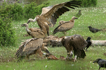 Vautour moine,.Aegypius monachus, Cinereous Vulture, Vautour fauve,.Gyps fulvus, Griffon Vulture, Parc naturel régional des grands causses 48, Lozere, France