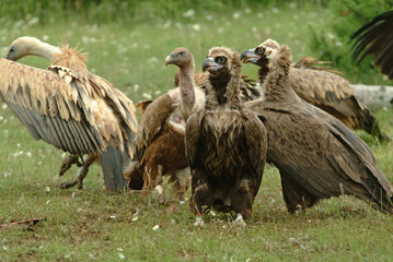 Vautour moine,.Aegypius monachus, Cinereous Vulture, Vautour fauve,.Gyps fulvus, Griffon Vulture, Parc naturel régional des grands causses 48, Lozere, France