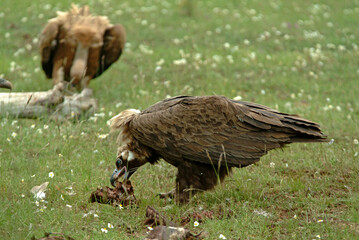 Vautour moine,.Aegypius monachus, Cinereous Vulture, Vautour fauve,.Gyps fulvus, Griffon Vulture, Parc naturel régional des grands causses 48, Lozere, France