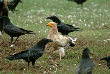 Vautour percnoptère , Percnoptère d'Égypte,.Neophron percnopterus, Egyptian Vulture, Grand...
