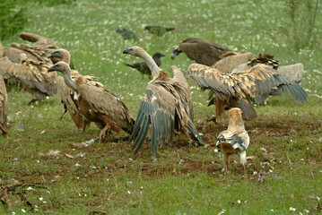 Vautour percnoptère , Percnoptère d'Égypte,.Neophron percnopterus, Egyptian Vulture, Vautour fauve,.Gyps fulvus, Griffon Vulture, Parc naturel régional des grands causses 48, Lozere, France