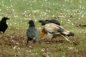 Vautour percnoptère , Percnoptère d'Égypte,.Neophron percnopterus, Egyptian Vulture, Grand Corbeau,.Corvus corax, Northern Raven, Parc naturel régional des grands causses 48, Lozere, France