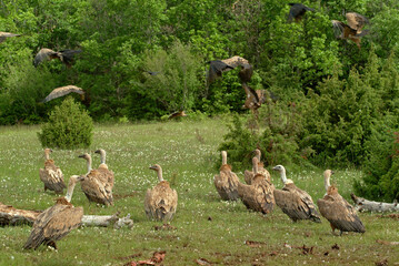 Vautour fauve,.Gyps fulvus, Griffon Vulture, Parc naturel régional des grands causses 48, Lozere, France