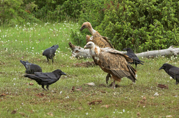 Vautour fauve,.Gyps fulvus, Griffon Vulture, Grand Corbeau,.Corvus corax, Northern Raven, Parc naturel régional des grands causses 48, Lozere, France