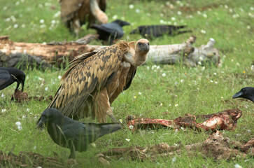 Vautour fauve,.Gyps fulvus, Griffon Vulture, Grand Corbeau,.Corvus corax, Northern Raven, Parc naturel régional des grands causses 48, Lozere, France