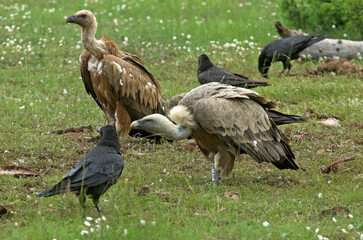 Vautour fauve,.Gyps fulvus, Griffon Vulture, Grand Corbeau,.Corvus corax, Northern Raven, Parc naturel régional des grands causses 48, Lozere, France