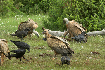 Vautour fauve,.Gyps fulvus, Griffon Vulture, Grand Corbeau,.Corvus corax, Northern Raven, Parc naturel régional des grands causses 48, Lozere, France