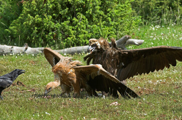 Vautour moine,.Aegypius monachus, Cinereous Vulture, Vautour fauve,.Gyps fulvus, Griffon Vulture, Parc naturel régional des grands causses 48, Lozere, France