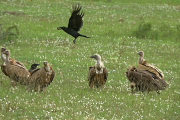 Vautour fauve,.Gyps fulvus, Griffon Vulture, Grand Corbeau,.Corvus corax, Northern Raven, Parc naturel régional des grands causses 48, Lozere, France