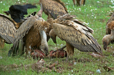 Vautour fauve,.Gyps fulvus, Griffon Vulture, Parc naturel régional des grands causses 48, Lozere, France