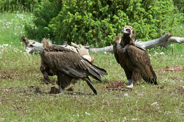 Vautour moine,.Aegypius monachus, Cinereous Vulture, Parc naturel régional des grands causses 48, Lozere, France