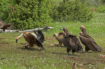 Vautour moine,.Aegypius monachus, Cinereous Vulture, Vautour fauve,.Gyps fulvus, Griffon Vulture, Parc naturel régional des grands causses 48, Lozere, France