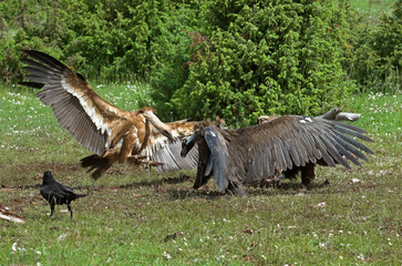 Vautour fauve,.Gyps fulvus, Griffon Vulture, Grand Grand corbeau, 