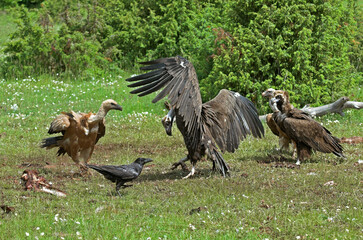 Vautour fauve,.Gyps fulvus, Griffon Vulture, Grand Grand corbeau, 