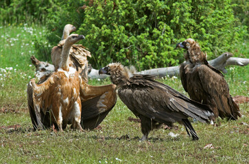 Vautour moine,.Aegypius monachus, Cinereous Vulture, Vautour fauve,.Gyps fulvus, Griffon Vulture, Parc naturel régional des grands causses 48, Lozere, France