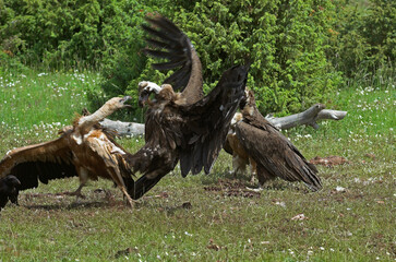 Vautour moine,.Aegypius monachus, Cinereous Vulture, Vautour fauve,.Gyps fulvus, Griffon Vulture, Parc naturel régional des grands causses 48, Lozere, France