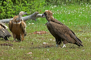 Vautour moine,.Aegypius monachus, Cinereous Vulture, Vautour fauve,.Gyps fulvus, Griffon Vulture, Parc naturel régional des grands causses 48, Lozere, France