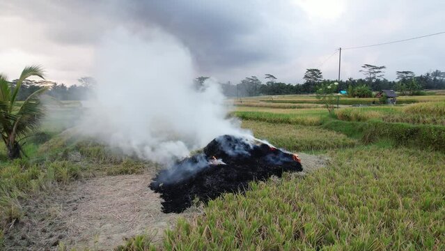 Somebody burning rice straw after crop was harvested, camera move around pile. Long stubble on field, lots of smoke fly in air from open-fire. A primitive method of disposing of crop residues