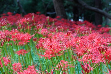 日本の千葉県にある彼岸花の植生　緑地公園