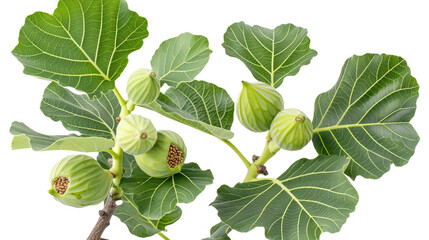 Ornamental figs tree branch with green leaves and on white background,png