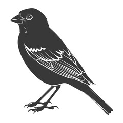 Silhouette House sparrow bird animal black color only