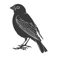 Naklejka premium Silhouette House sparrow bird animal black color only