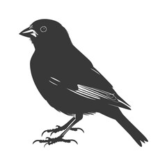 Silhouette House sparrow bird animal black color only