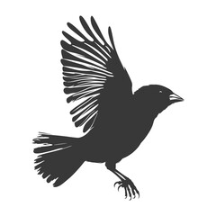 Fototapeta premium Silhouette House sparrow bird animal fly black color only