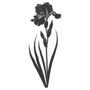 dark iris flower silhouette on white clip art preview