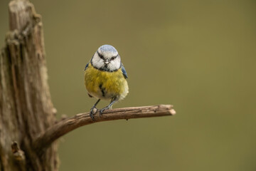 Blue tit, close up in forest in the uk