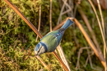 Blue tit, close up in forest in the uk