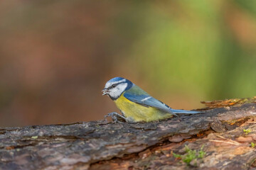 Blue tit, close up in forest in the uk