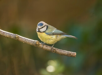 Blue tit, close up in forest in the uk