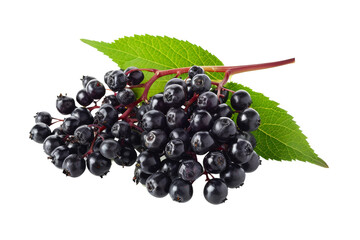 Berry Bliss Elderberry isolated on transparent background