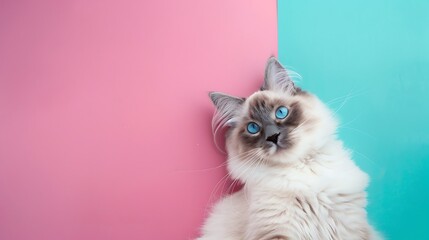 Ragdoll cat lying down with blue eyes on pink and blue background