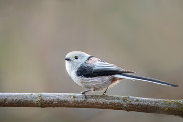 Long-tailed Tit (Aegithalos caudatus) sits on a branch and looks right toward the camera lens. Close-up Long-tailed bushtit. Black and white plumage bird with a long narrow tail.