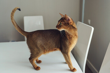 Abyssinian shorthair cat walks at home on the kitchen table and bending looks back