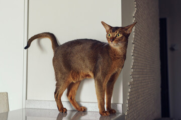 Abyssinian shorthair cat walks at home on the kitchen table