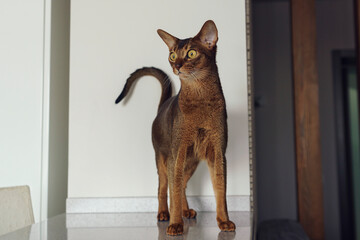 Abyssinian shorthair cat sitting at home on the kitchen table
