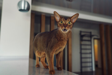 Abyssinian shorthair cat walks at home on the kitchen table