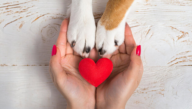 Dog paws with a spot in the form of heart and human hand close up, top view. Conceptual image of friendship, trust, love, the help between the person and a dog